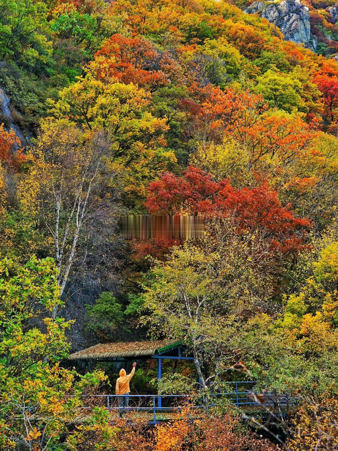 秋景太美了，工作人员都说不来可惜了🍁🍂