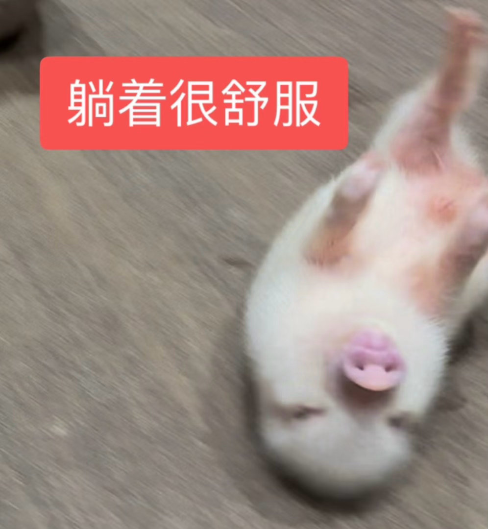 分享图片 