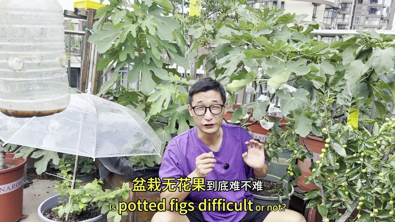🌿盆栽无花果黄叶落叶、不结果？两个问题速解决！小花盆遇到高温暴晒，叶片容易黄叶
