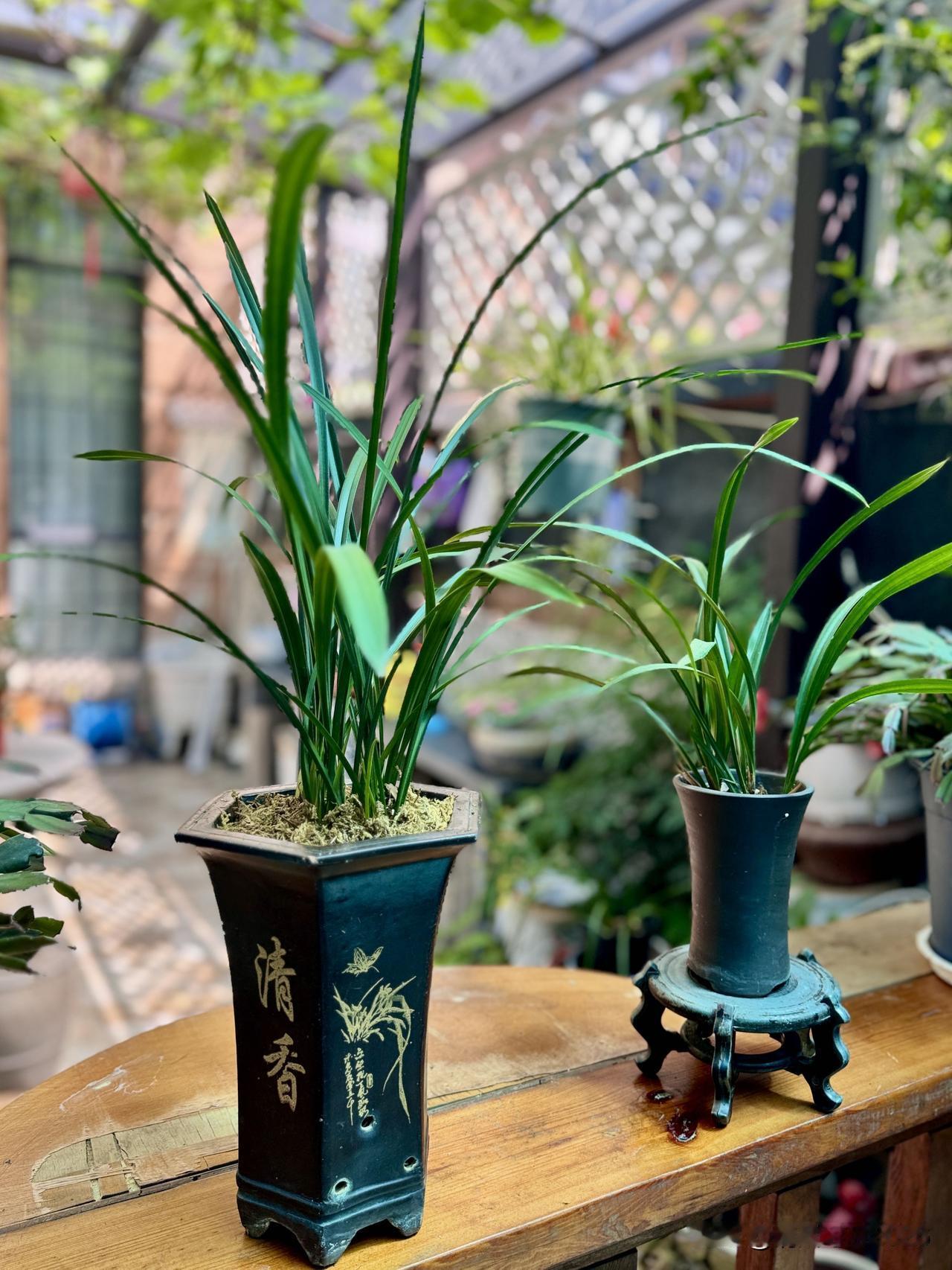 雨歇花醒  晴落小院生欢

晴光漫过石径
落在苔藓与花瓣之上
兰草静立，铜钱草漾