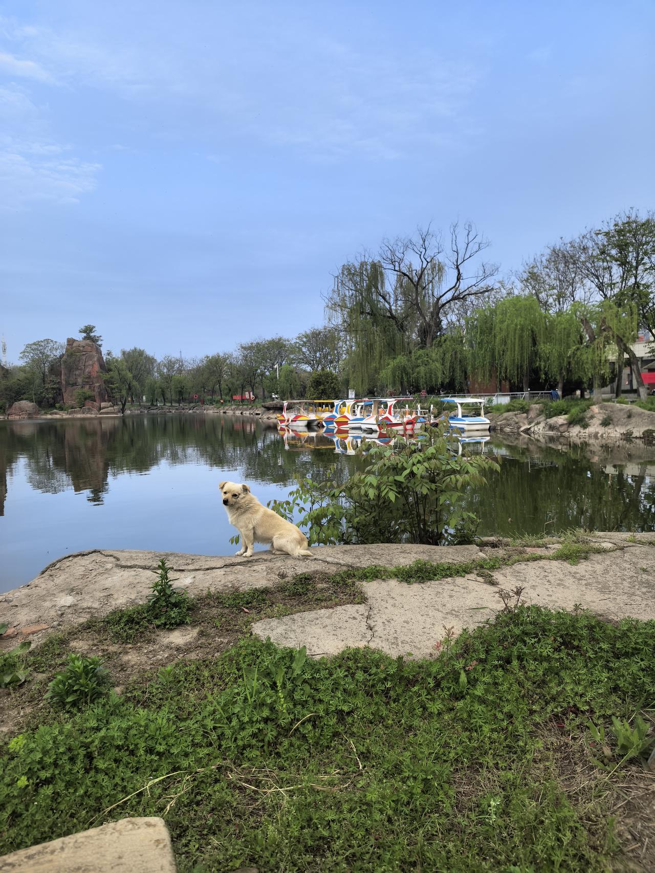 晨练结束，徜徉于鄢陵花博公园东湖湖畔。

一条小狗慵懒地卧在湖边，跟这旖旎春色完