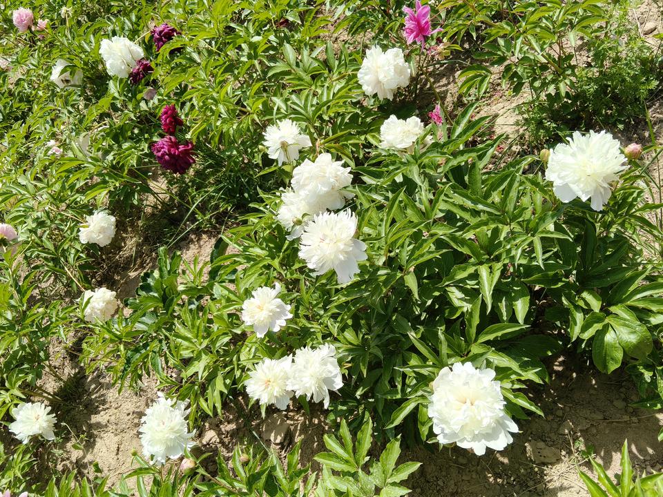 最近兰州市七里河的柳树湾村芍药花海引得很多市民来这里争相打卡。

柳树湾村有40