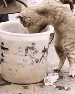 今天钓鱼刚回来，把盛鱼的塑料桶放在门口就进屋了。放好钓具从窗户看到，一只流浪猫正