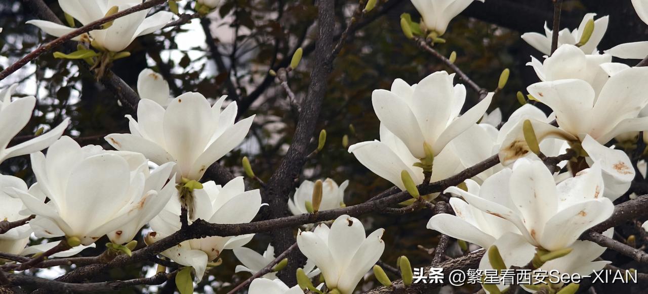 今年春天最想实现的心愿感受最美的花，品位最甜的香，遇到更多的人