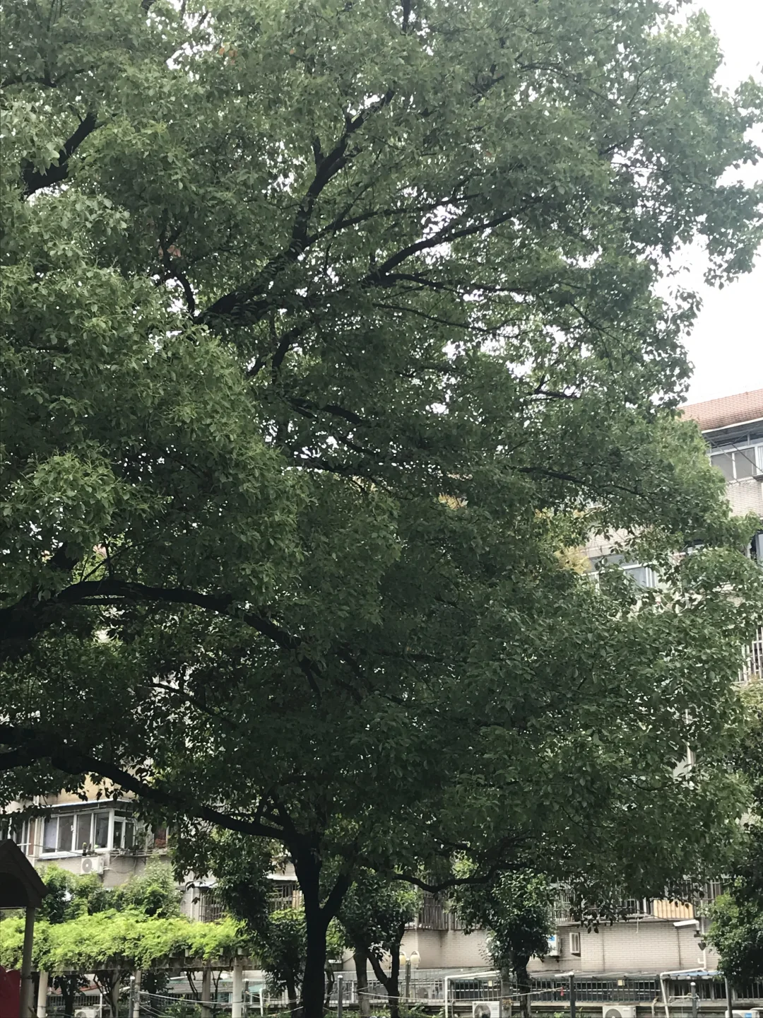 一颗大树