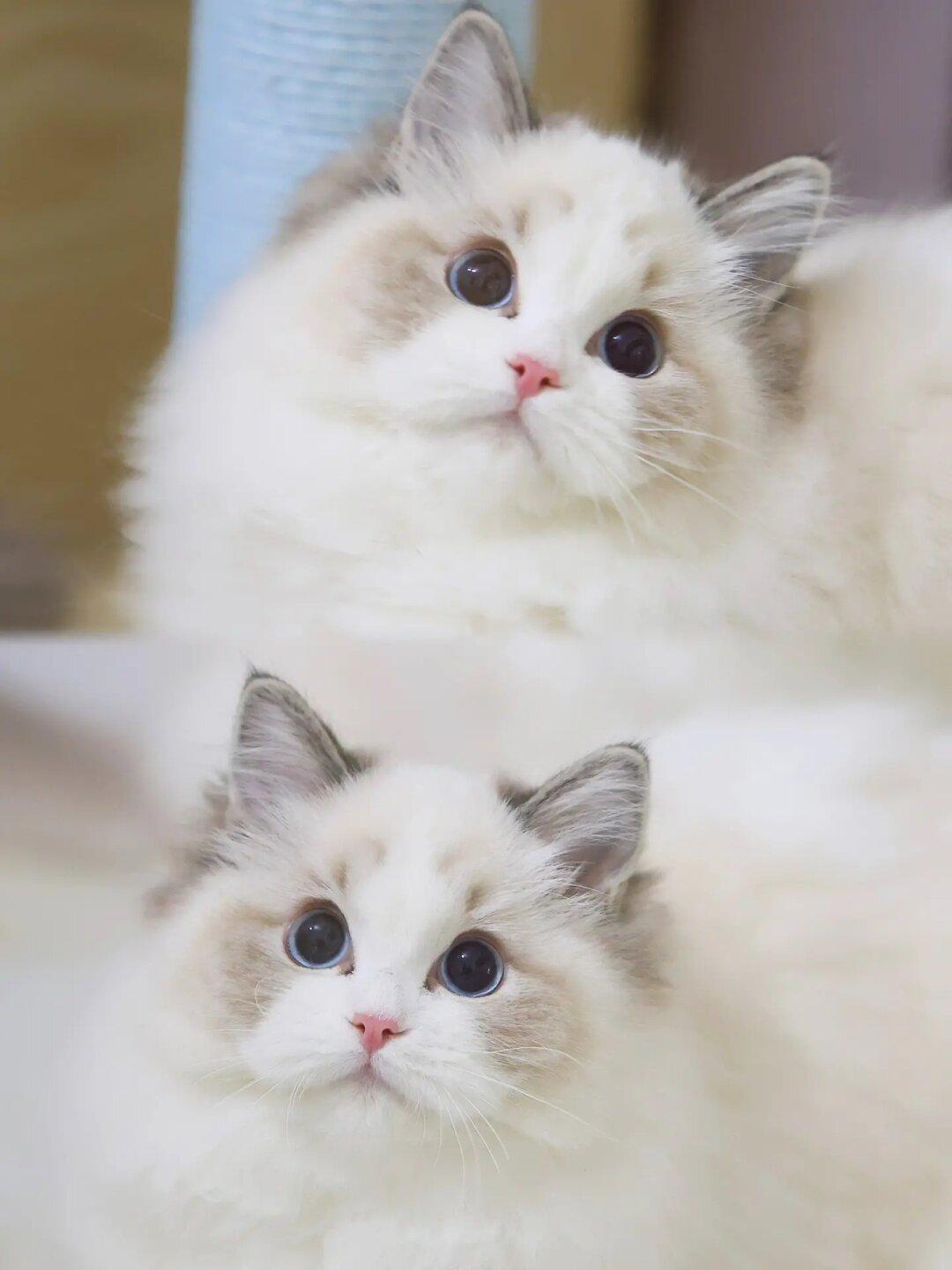 千千宝太太太可爱啦💕