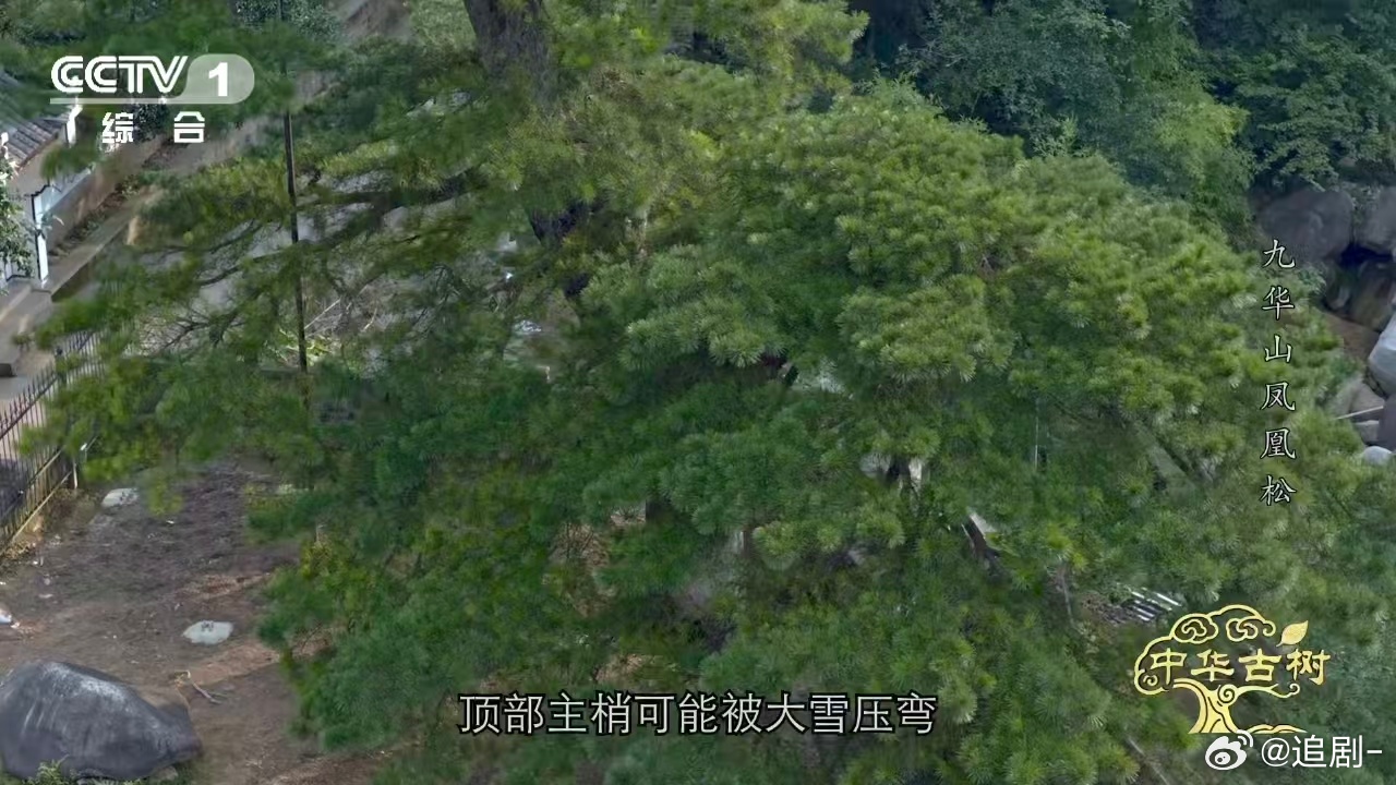 风一吹千年古松秒变展翅凤凰约1400岁古松树像一只大凤凰1400年，它站成了一棵