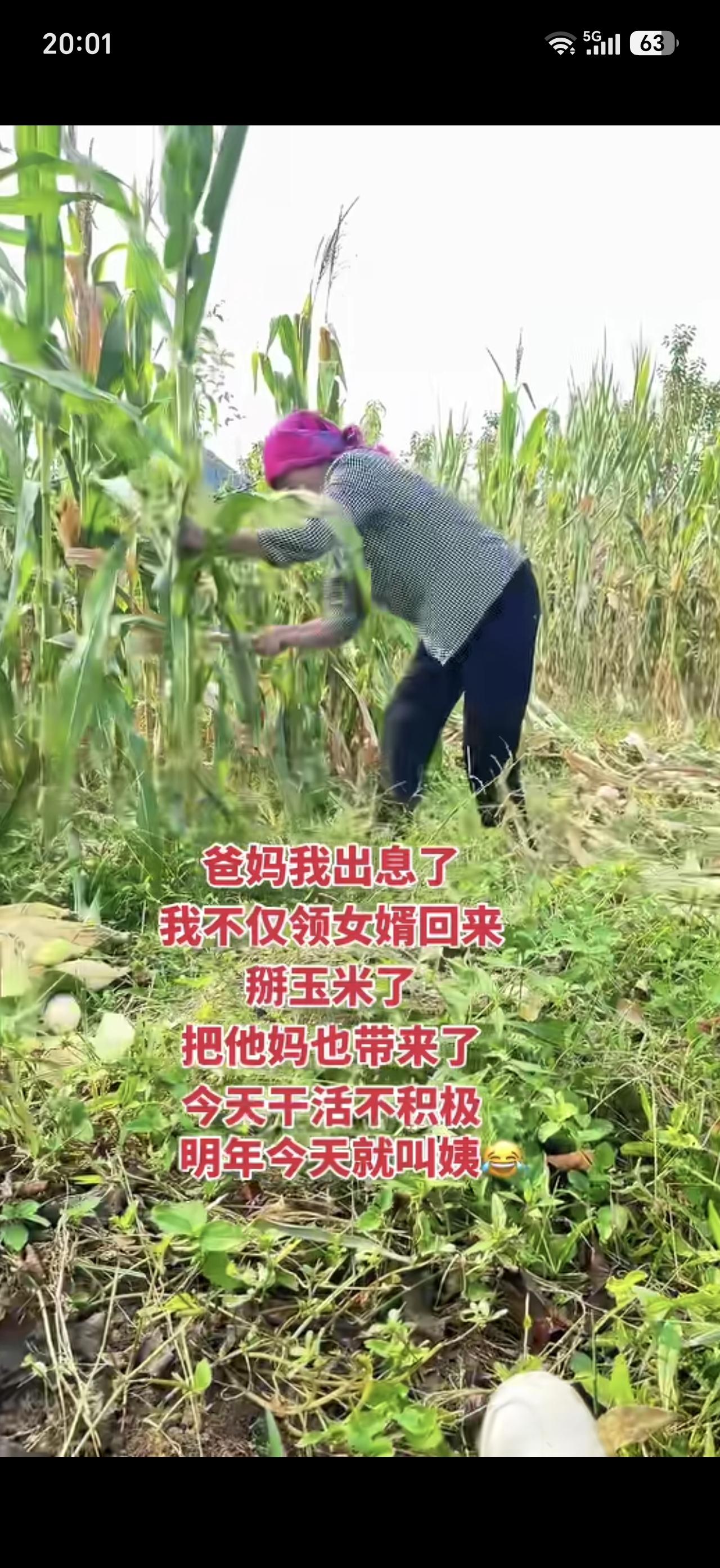 女子自己坐在田间地头一脸骄傲的看着自己男朋友的妈妈在那里收玉米，心里美滋滋的，自
