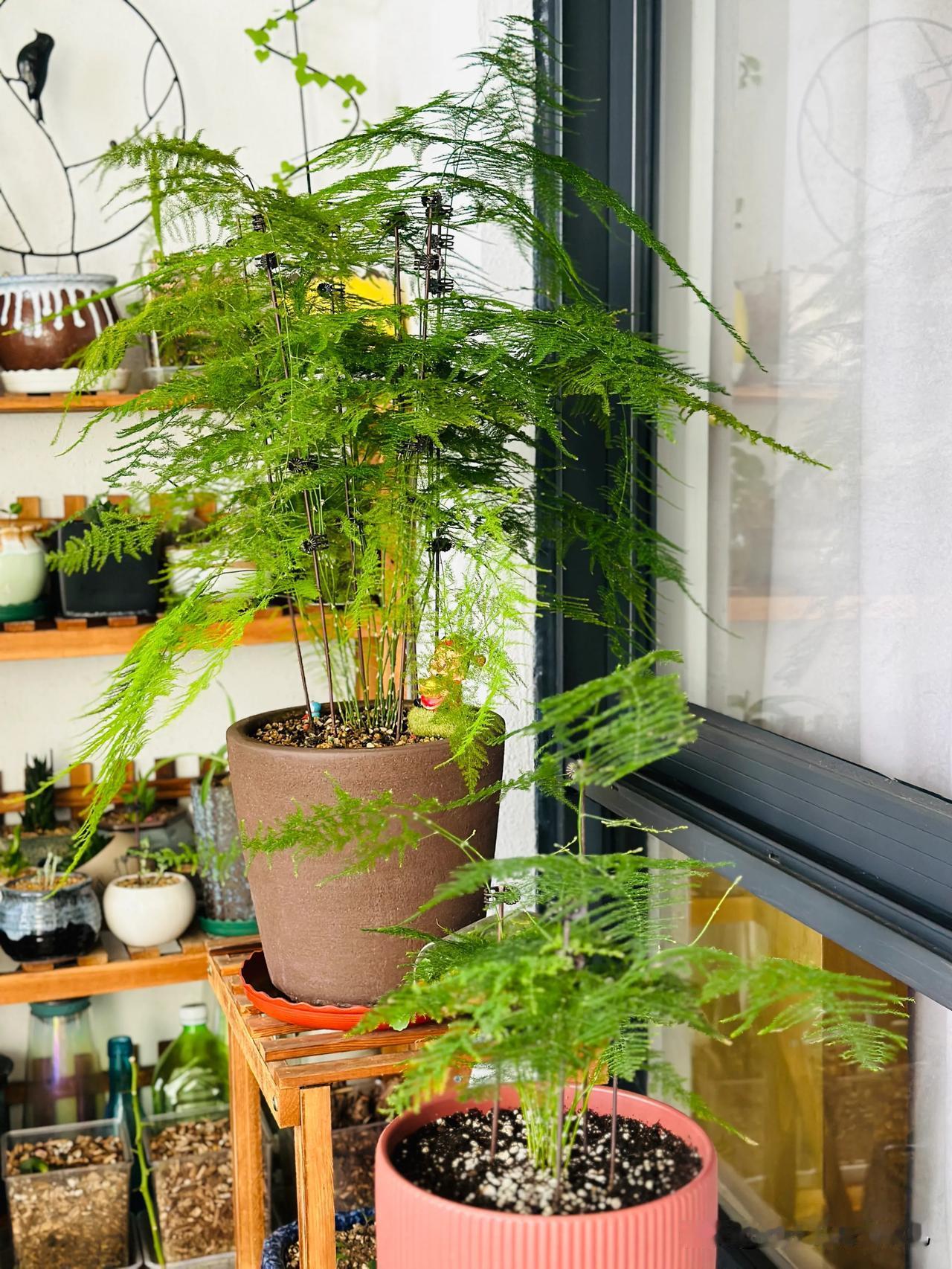 还记得它吗？那棵被我剪秃的文竹！
在经历了两个月➕，它又长成一把伞了！
很多人都