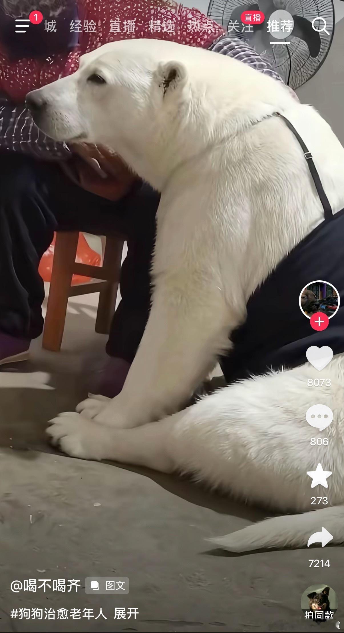 这是北极熊吧？ ​​​