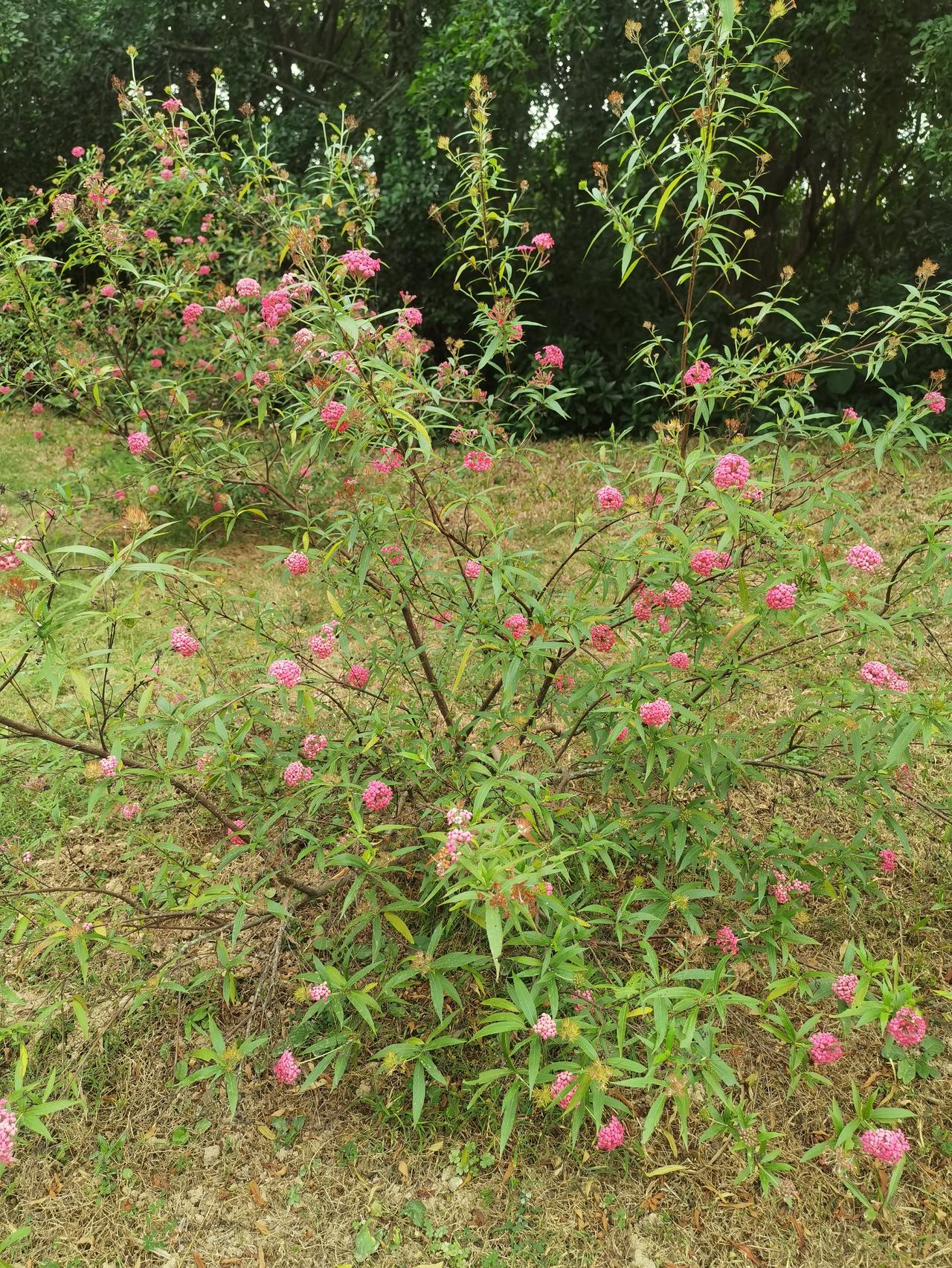 今天刷头条看到南京小芬写的他儿子儿媳都爱吃零食，下面好多评论也吐槽自己的儿子或女