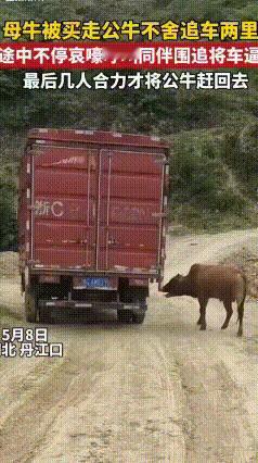 太心酸了！丹江口公牛追车二里地，声声哀嚎感动所有人
 湖北丹江口5月8号，一幕让