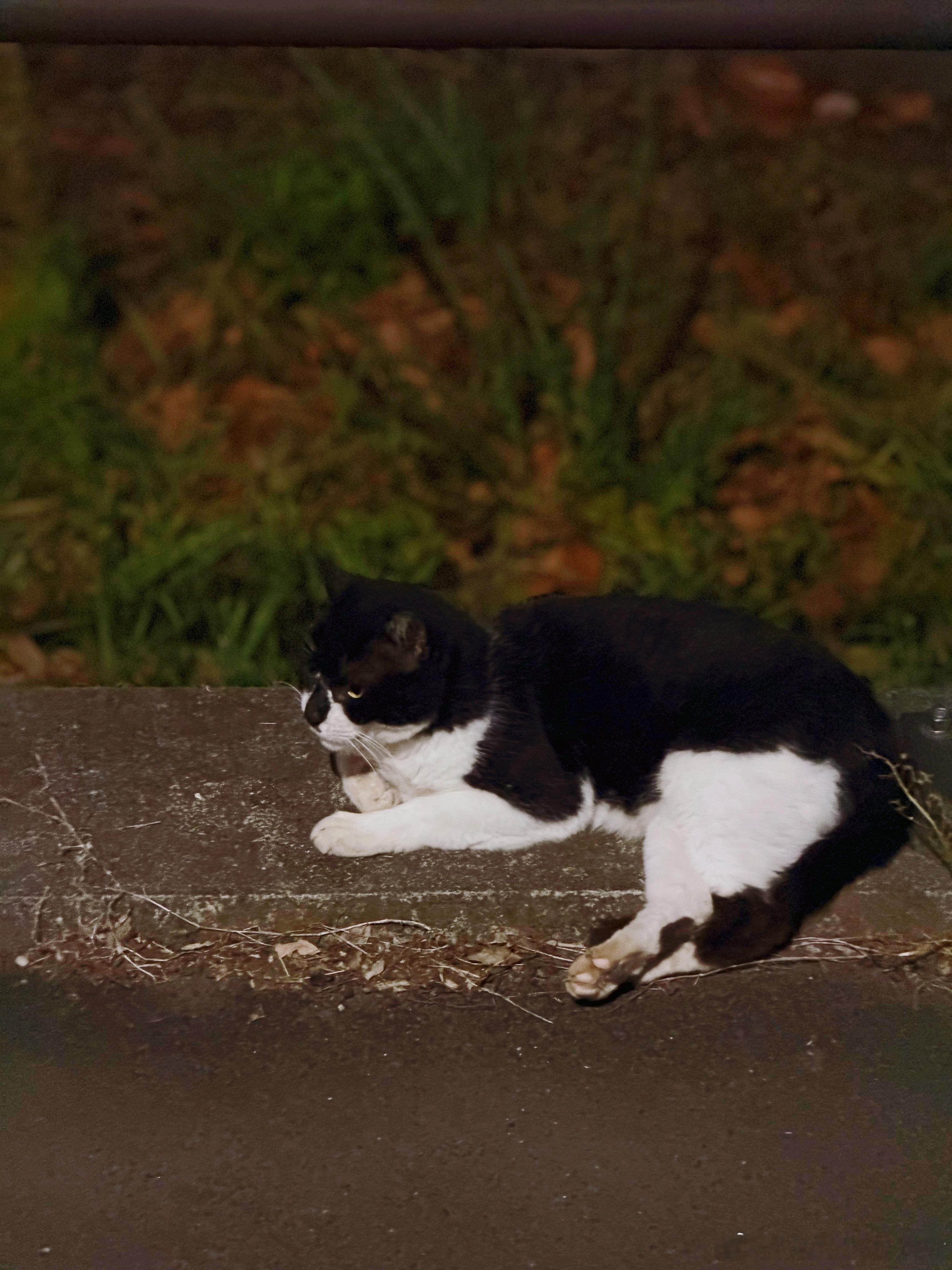 半夜出去散步碰到只路边躺着不怕人的🐱爷请个安 