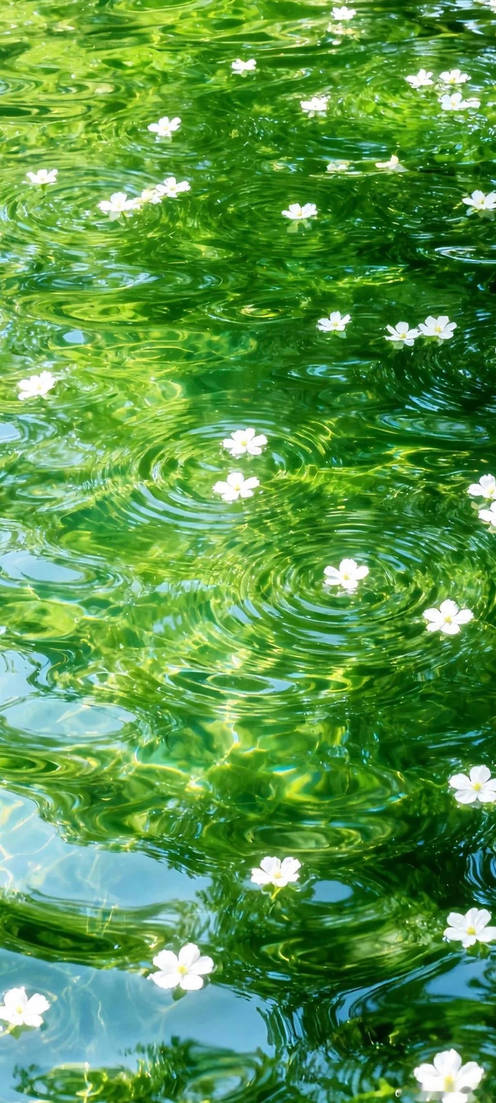 清风携花入林间，一汪碧水藏夏意～寻美河南