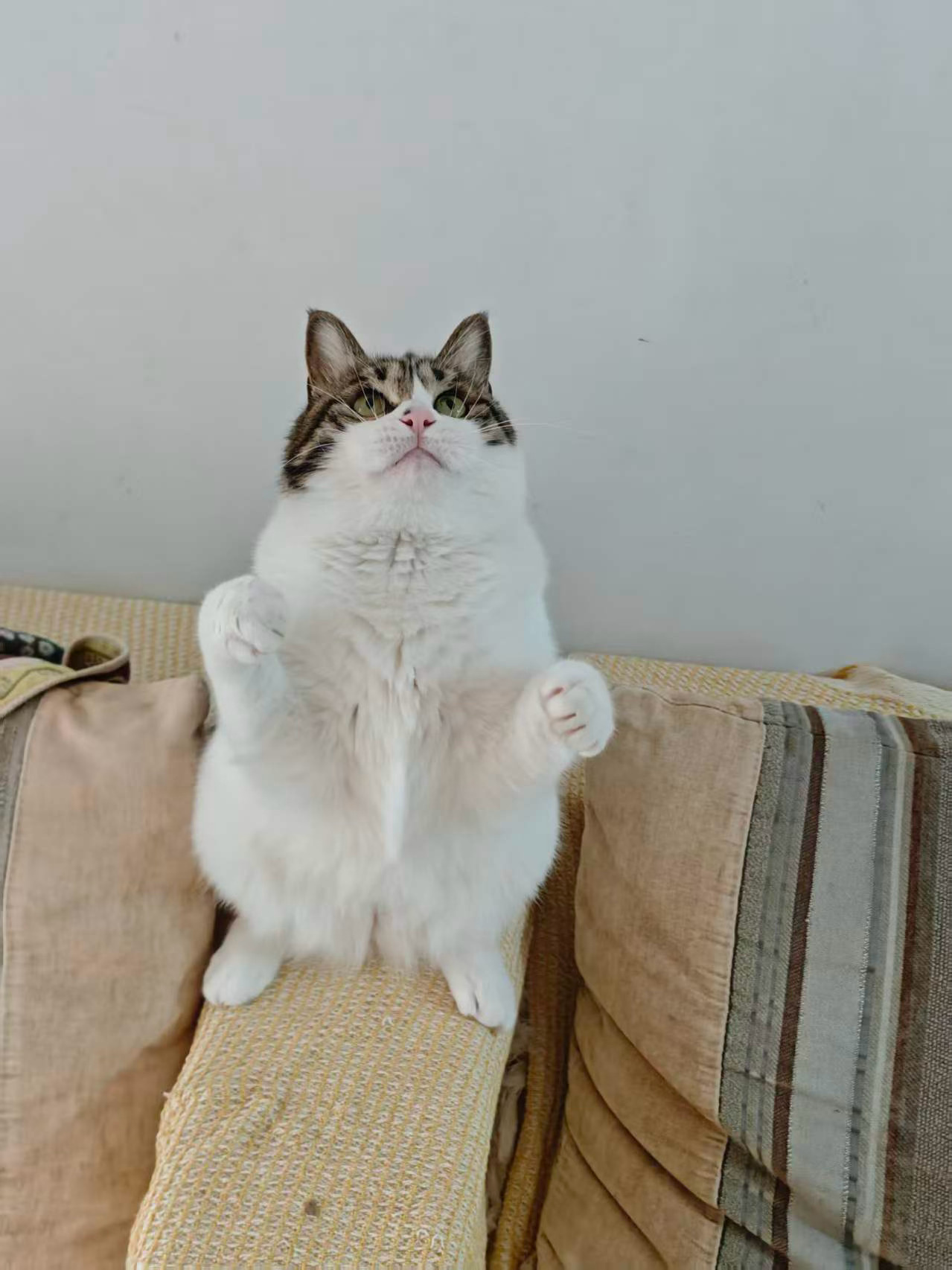 狗蛋日常 三个月过去，狗蛋又胖了一点点，成蛤蟆了