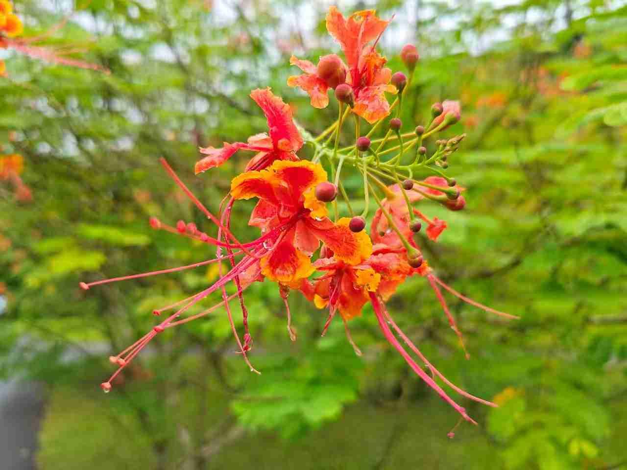 前天在抖音直播间买了一箱耙耙柑，做午饭时收到信息，货己到小区门的快鸟驿站，不得不