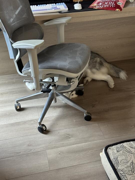 听说笨蛋小狗的睡姿是这样的？