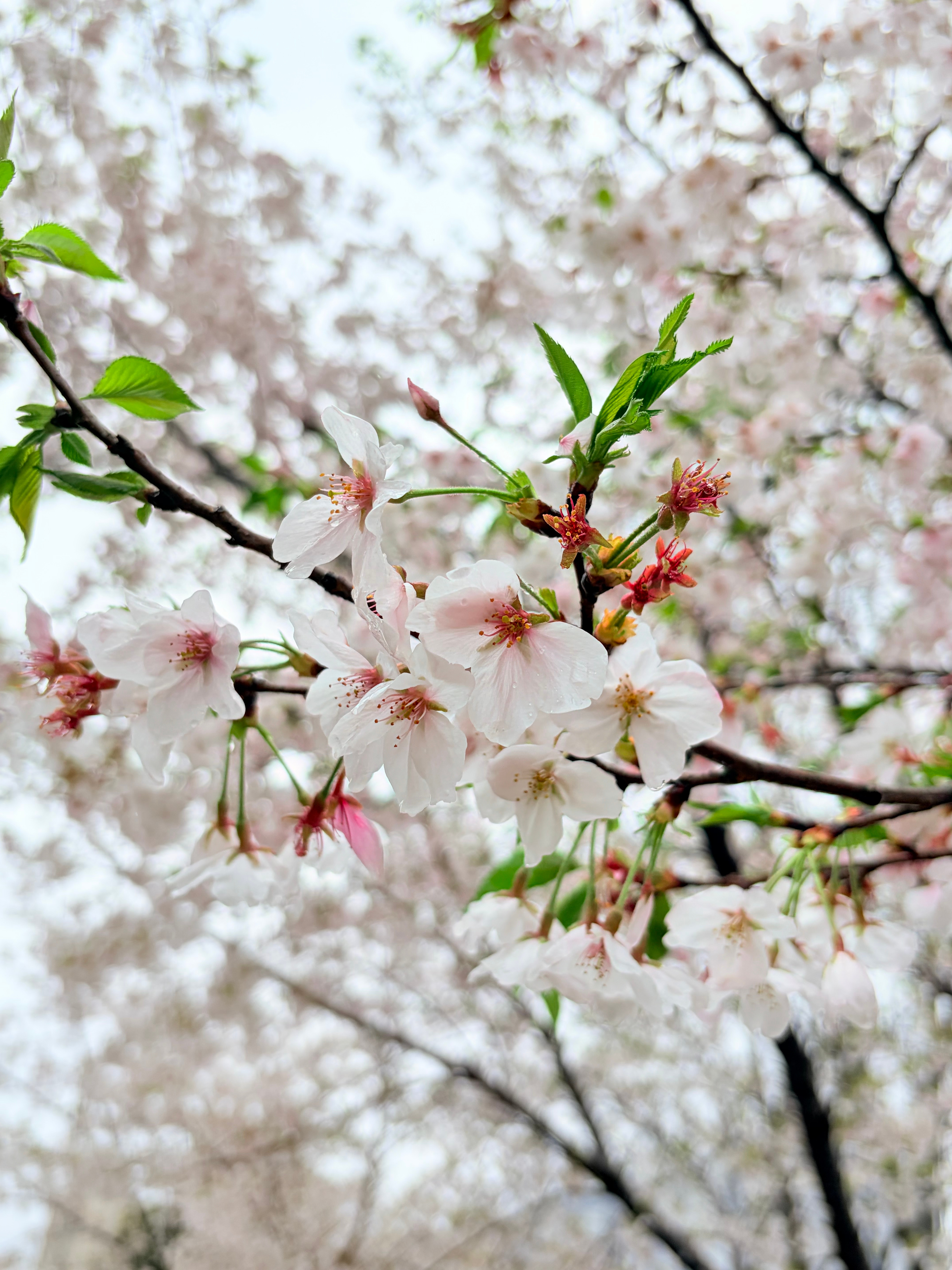 今天大富翁又是绿的一天，这总怪不到米儿了吧工信部紧急提醒苹果用户