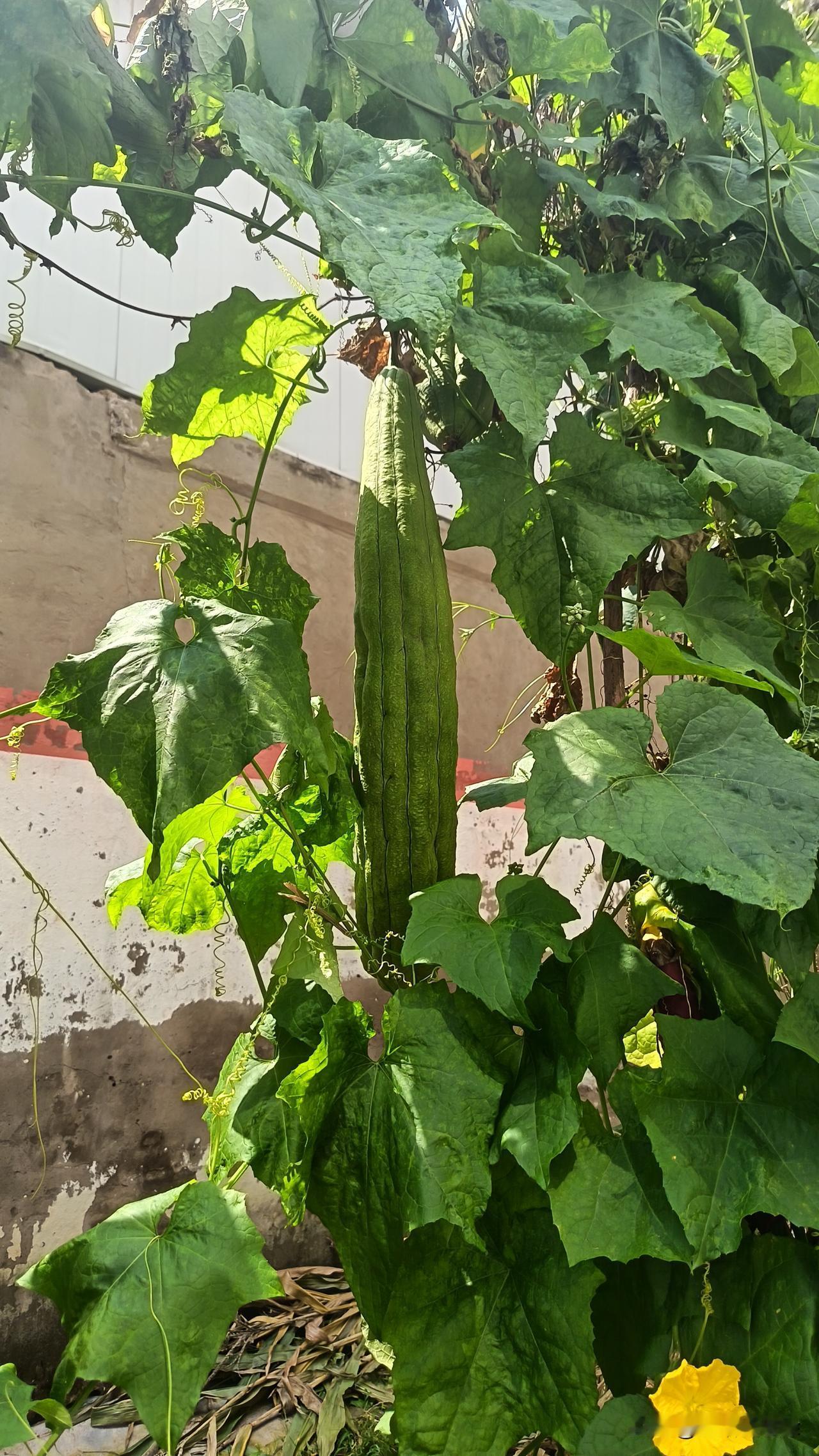 把一体两面进行有效拆分，自然就会出现科学和伪科学，垃圾信息和非垃圾信息，江湖骗子