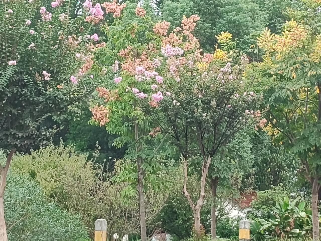 七绝  秋爽   新韵
秋风爽朗倍清凉，道有花香惬意洋。
稻谷弯腰含首笑，枣红萄