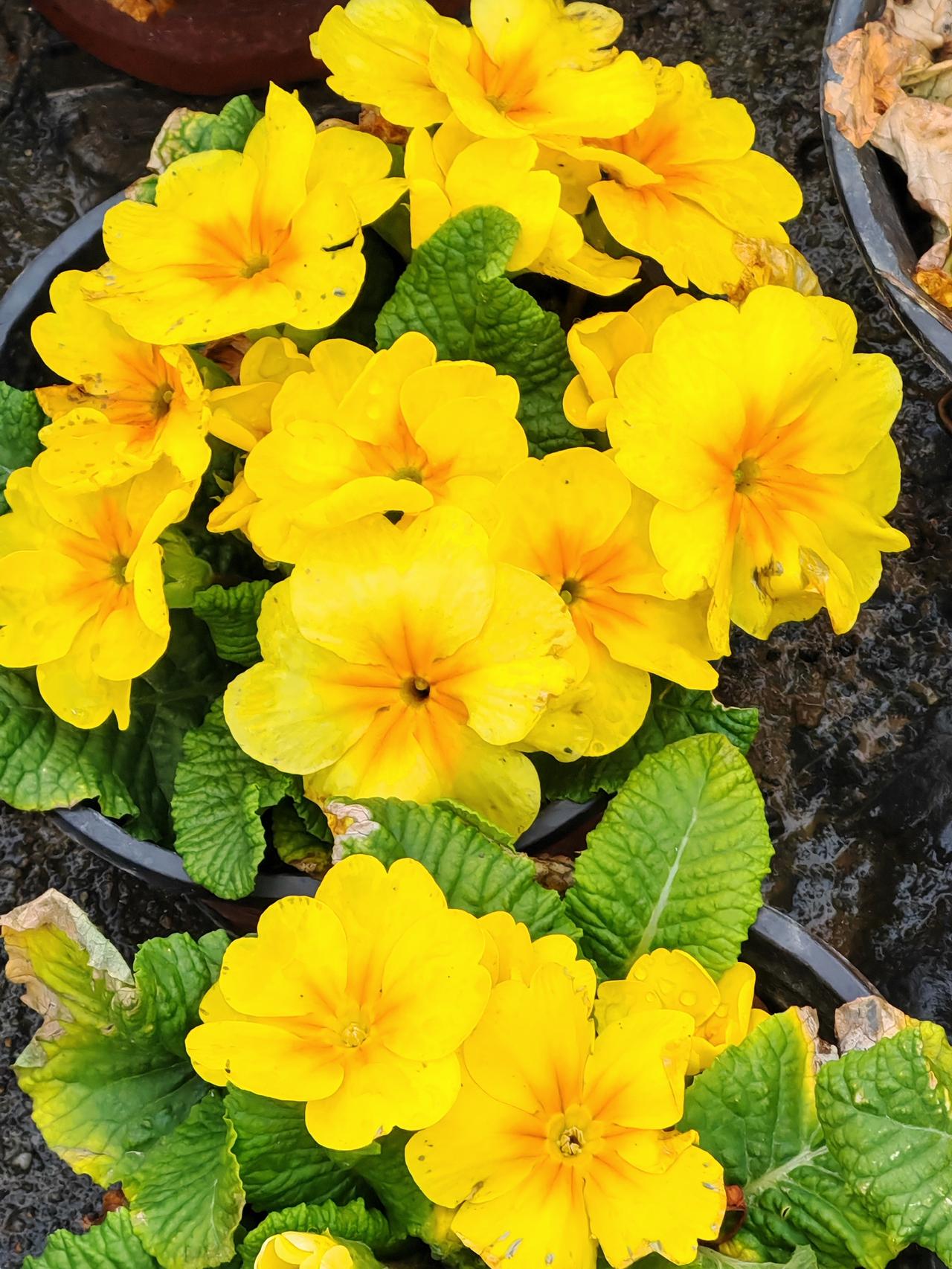 晒图笔记大赛一场春雨后，这些报春花鲜艳美丽，焕发生机。