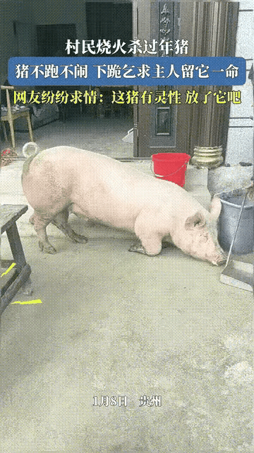 “万物有灵！”贵州，一村民家准备杀年猪，柴都劈好了水也烧开了，就在大家动手逮猪时