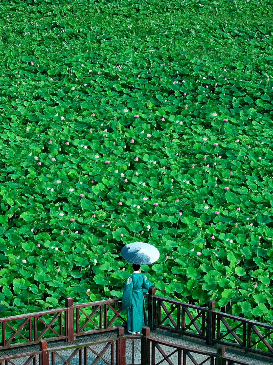苏州这个夏天尽是荷花梦🪷苏州赏荷全攻略‼️