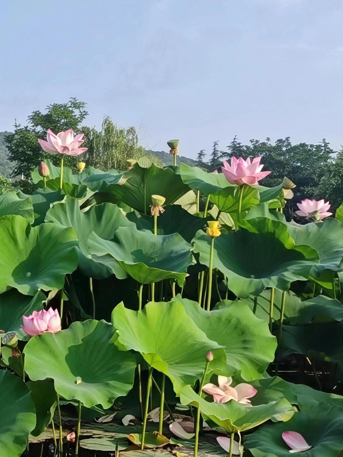 夏日生活打卡季 夏日的荷花，宛如仙子降临人间。在呼和浩特市的青城公园，7月14日