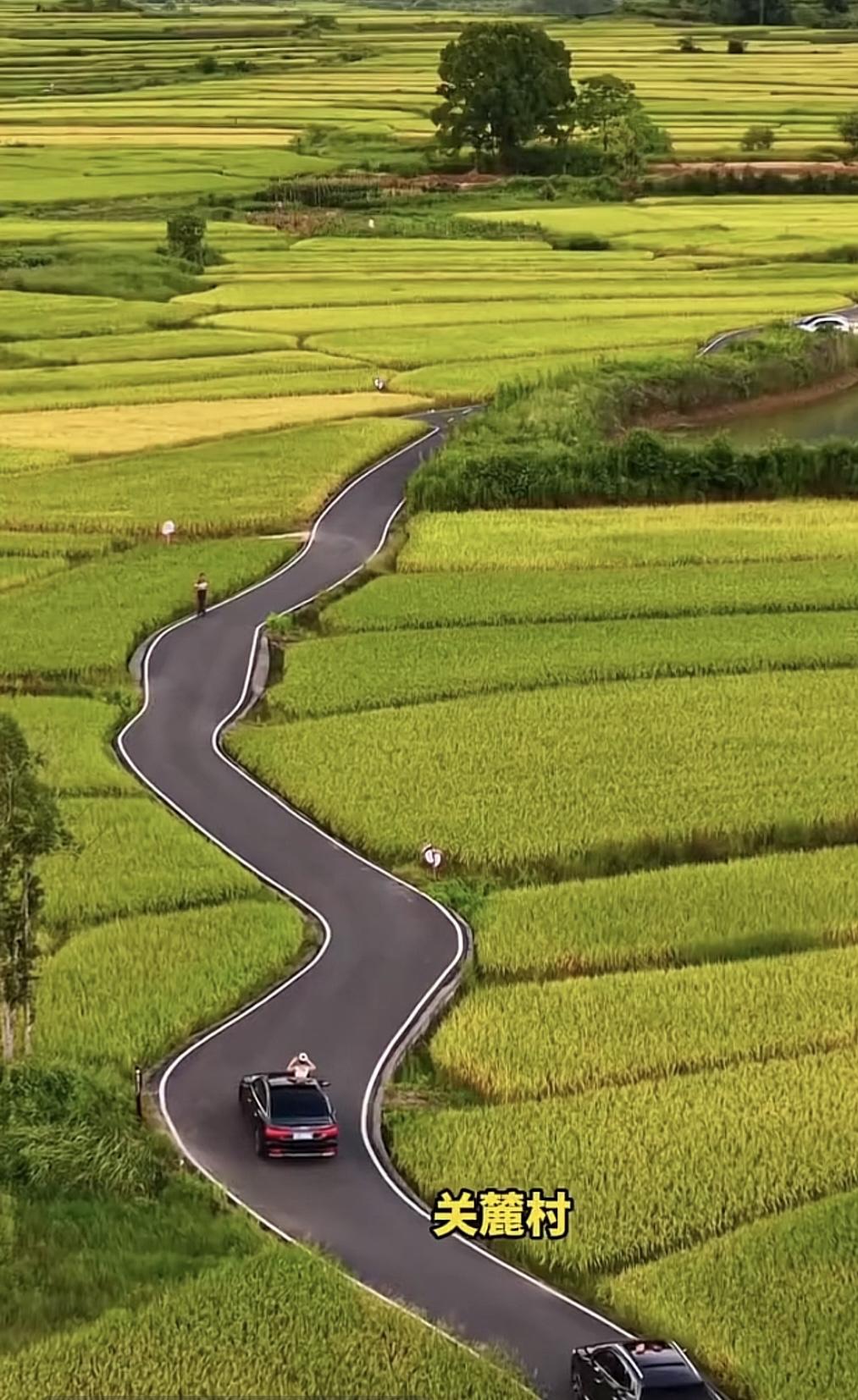 ‌这条蜿蜒的黑色公路穿梭在连片的稻田之间，是关麓村标志性的网红打卡点位，春日两侧