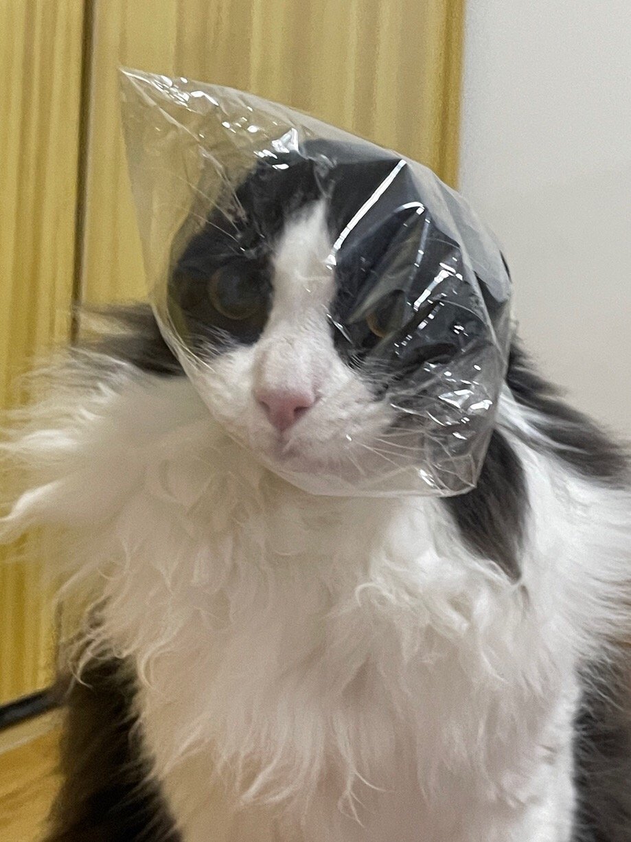 “和塑料袋搏斗之后发现空气有点稀薄”daily奶牛猫 （投稿：） 