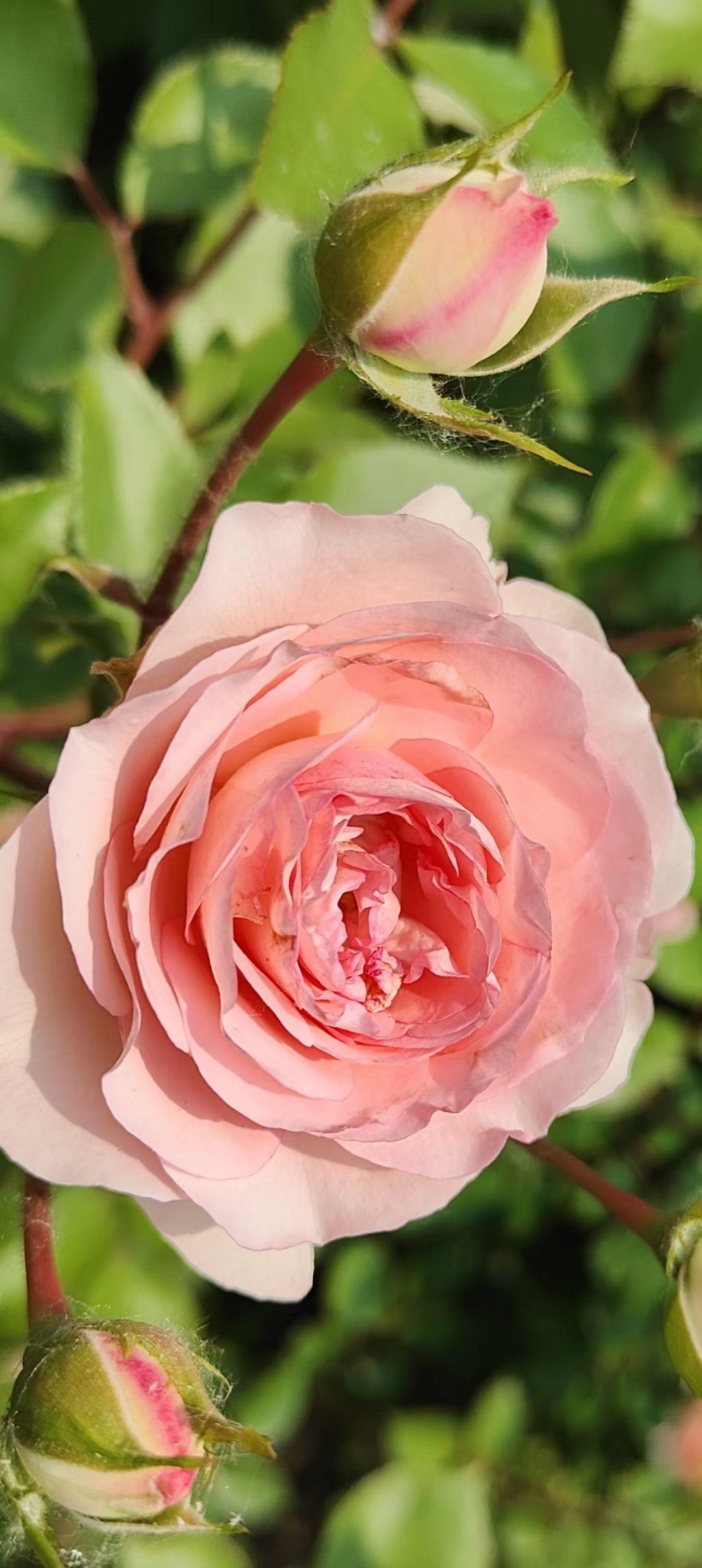 粉嫩玫瑰绽放，娇艳欲滴，尽显春日浪漫气息。🌸💕