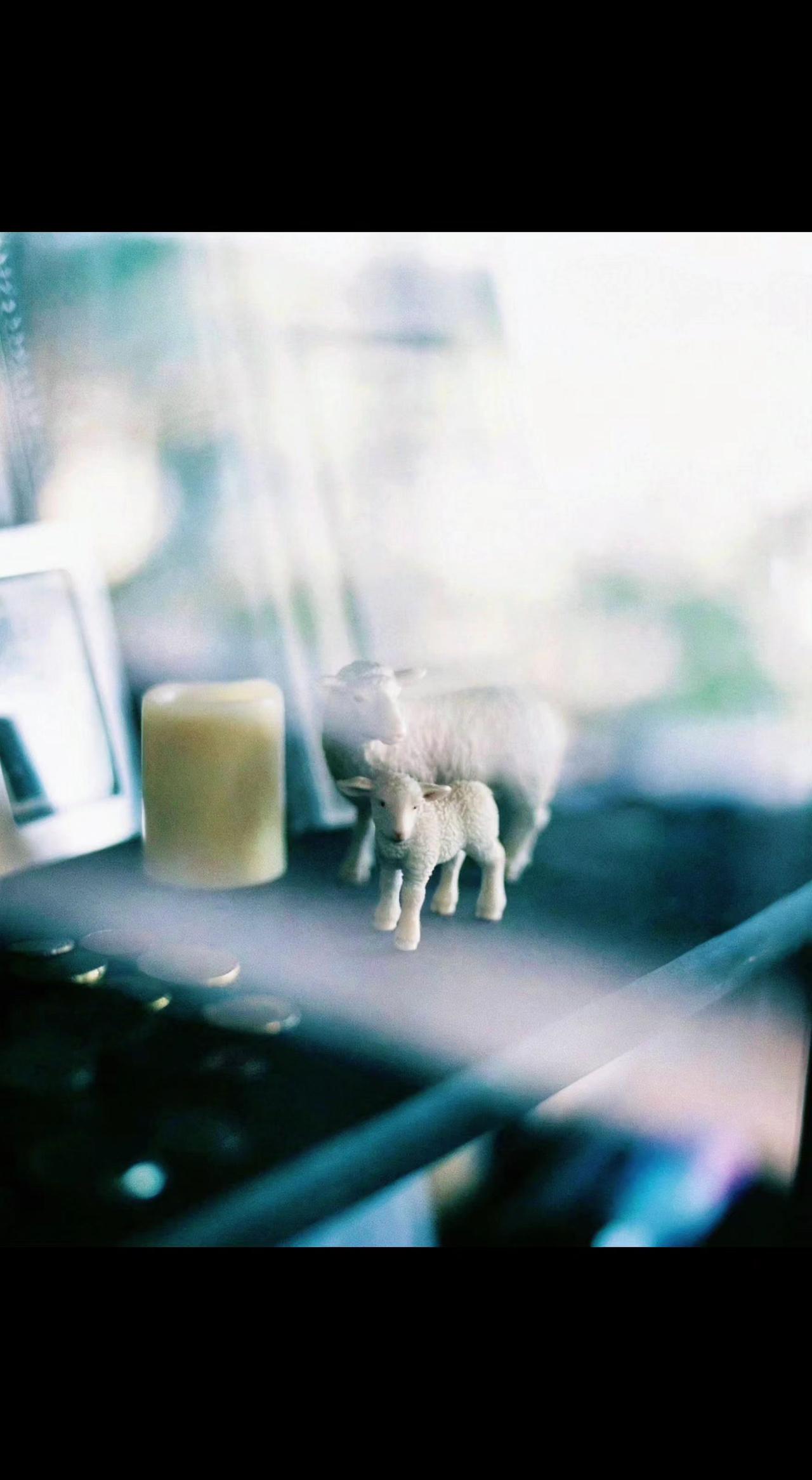 🐑 光影里的羊毛卷，藏着谁的温柔心事？🕯️ 烛光未亮，爱已长成依偎的形状。