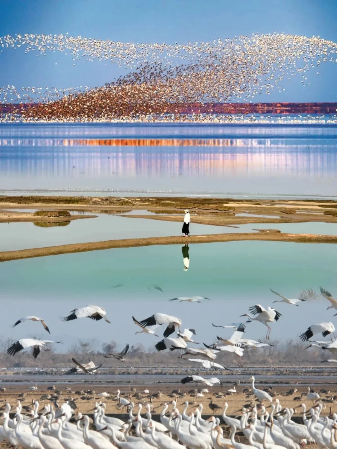 全球的候鸟都来这了吧｜含鄱阳湖最佳观鸟点