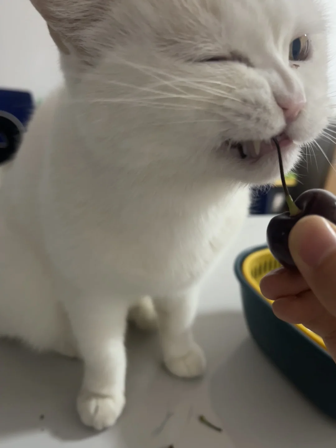 又到了吃车厘子有猫猫帮忙去梗的季节
