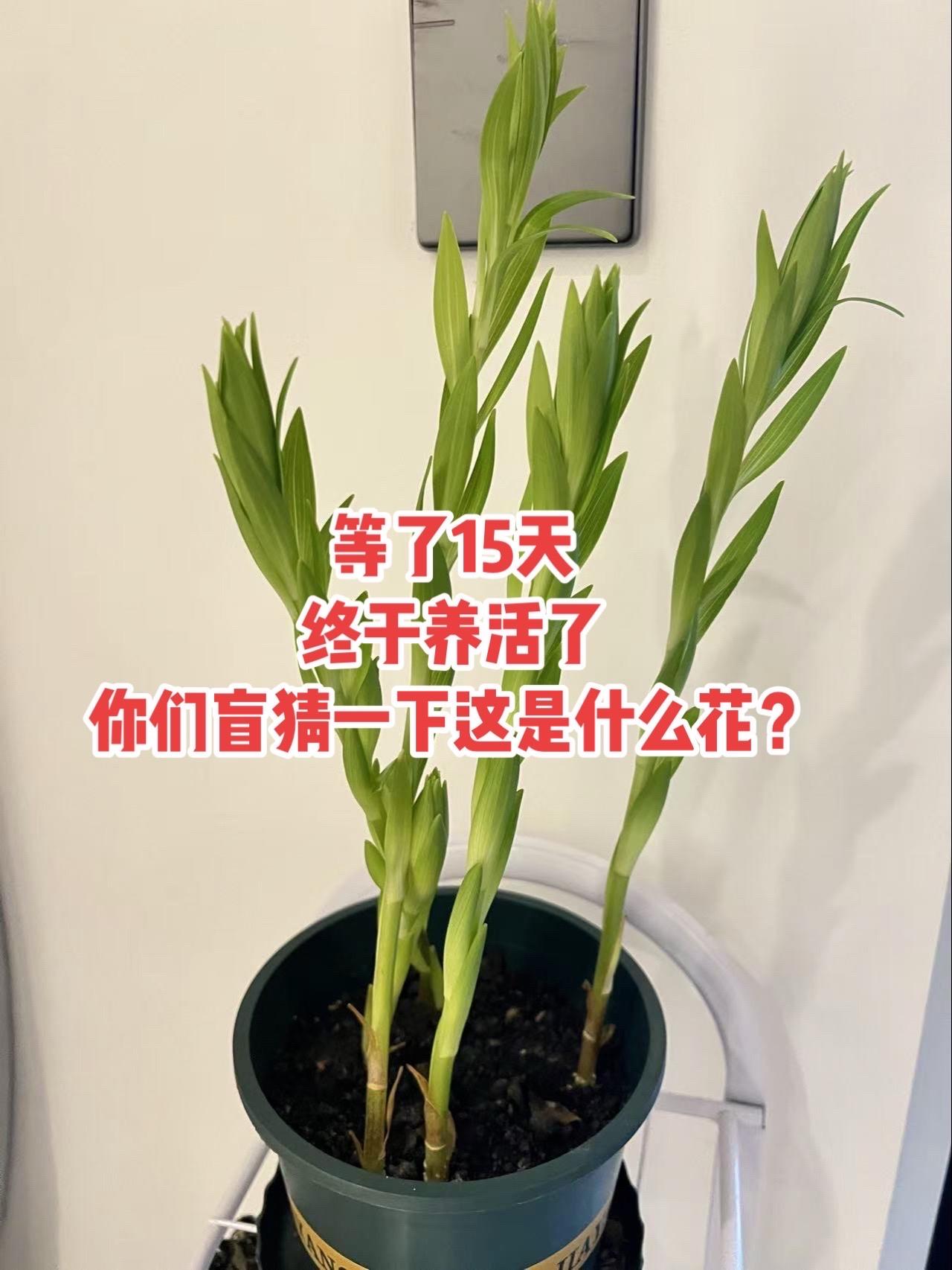 以前我是一个很不接地气的人，为什么这样说呢？因为以前的我就是个工作狂，眼里心里每