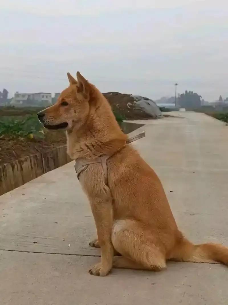 为什么人们一见到土狗就会害怕因为土狗都是看守护家的忠诚狗狗🐶，一般对陌生人就会