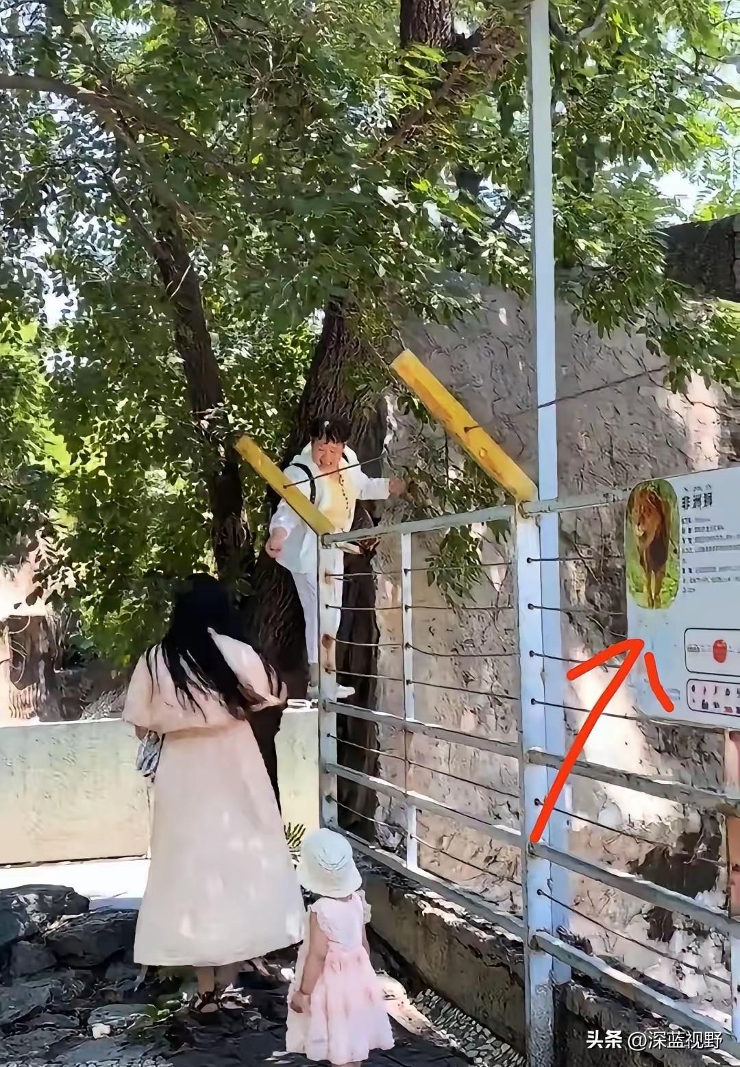 老太攀爬狮园围栏摘桑葚，家人围观拍摄引热议
 
6月7日，北京动物园，一老太太攀