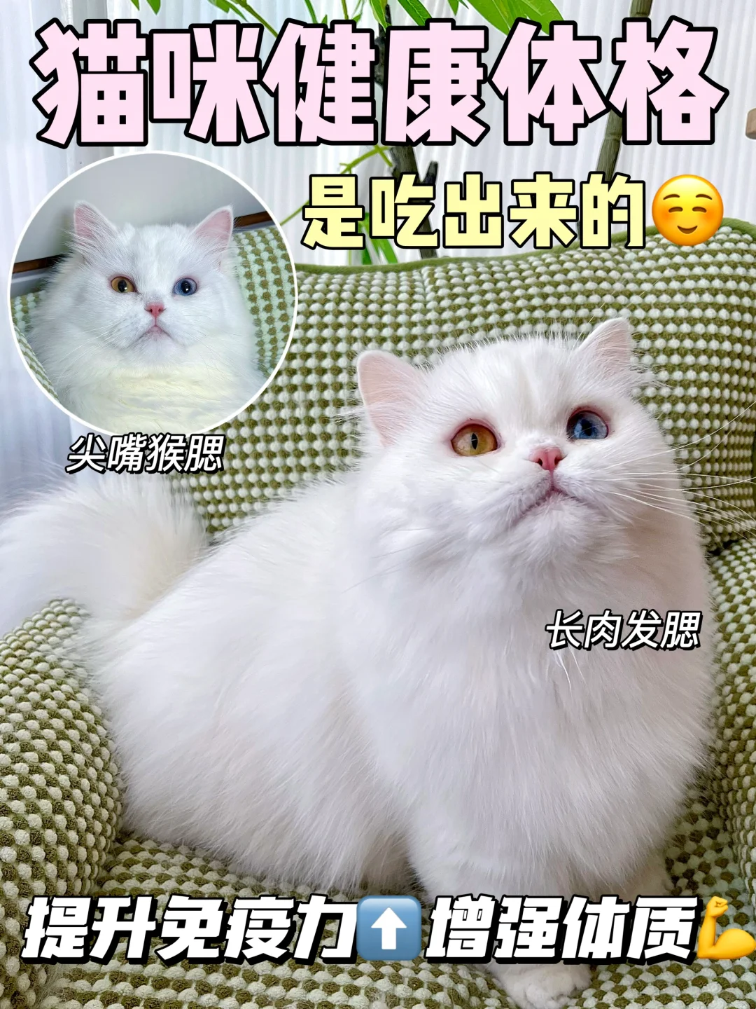 猫咪健康体格吃出来！选对猫粮事半功倍