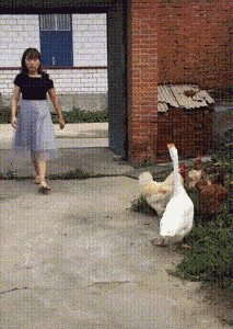 这是做了啥坏事
进门就被大鹅和母鸡轰了出去