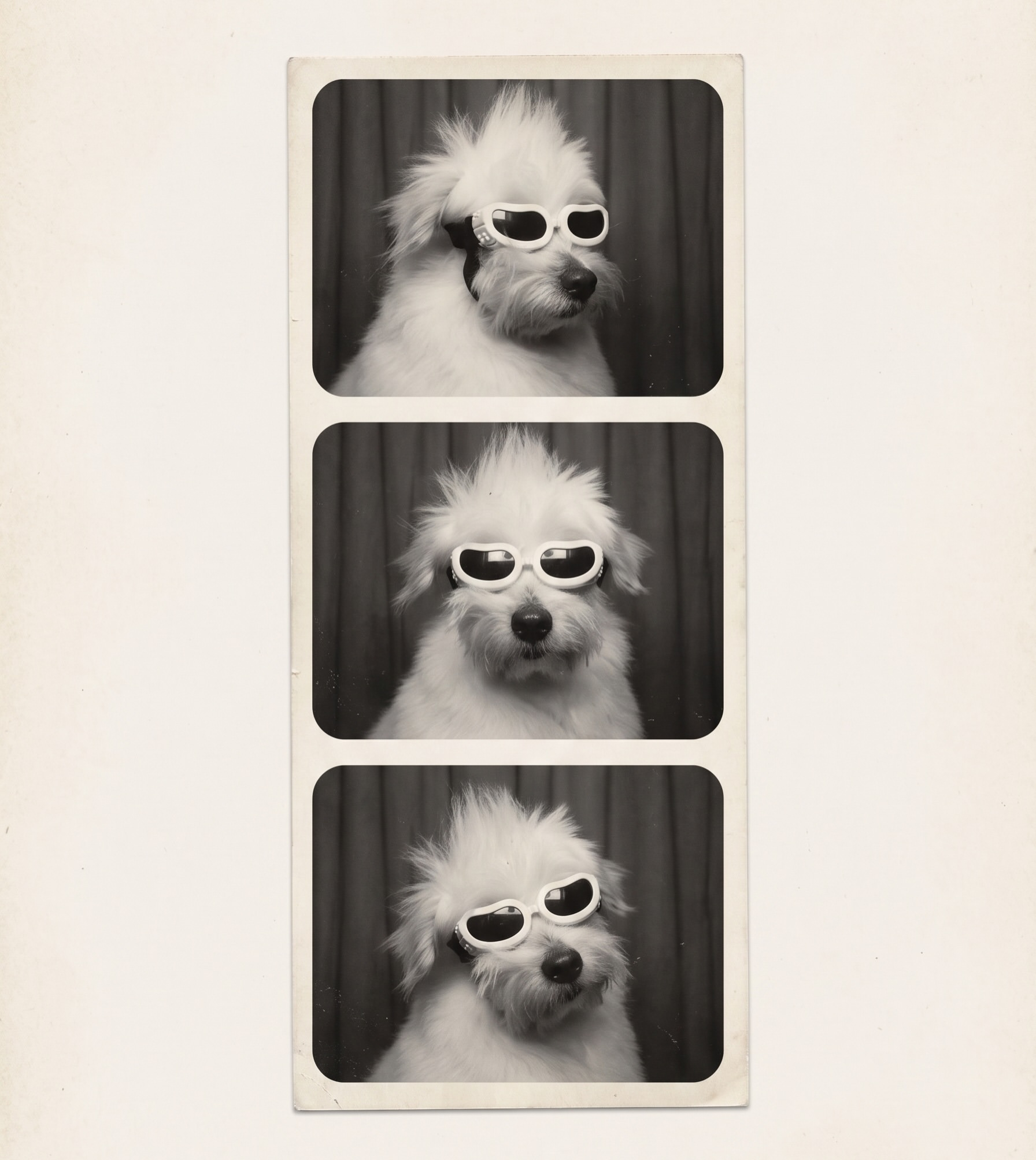 coton_anngko小狗肖像🐾 