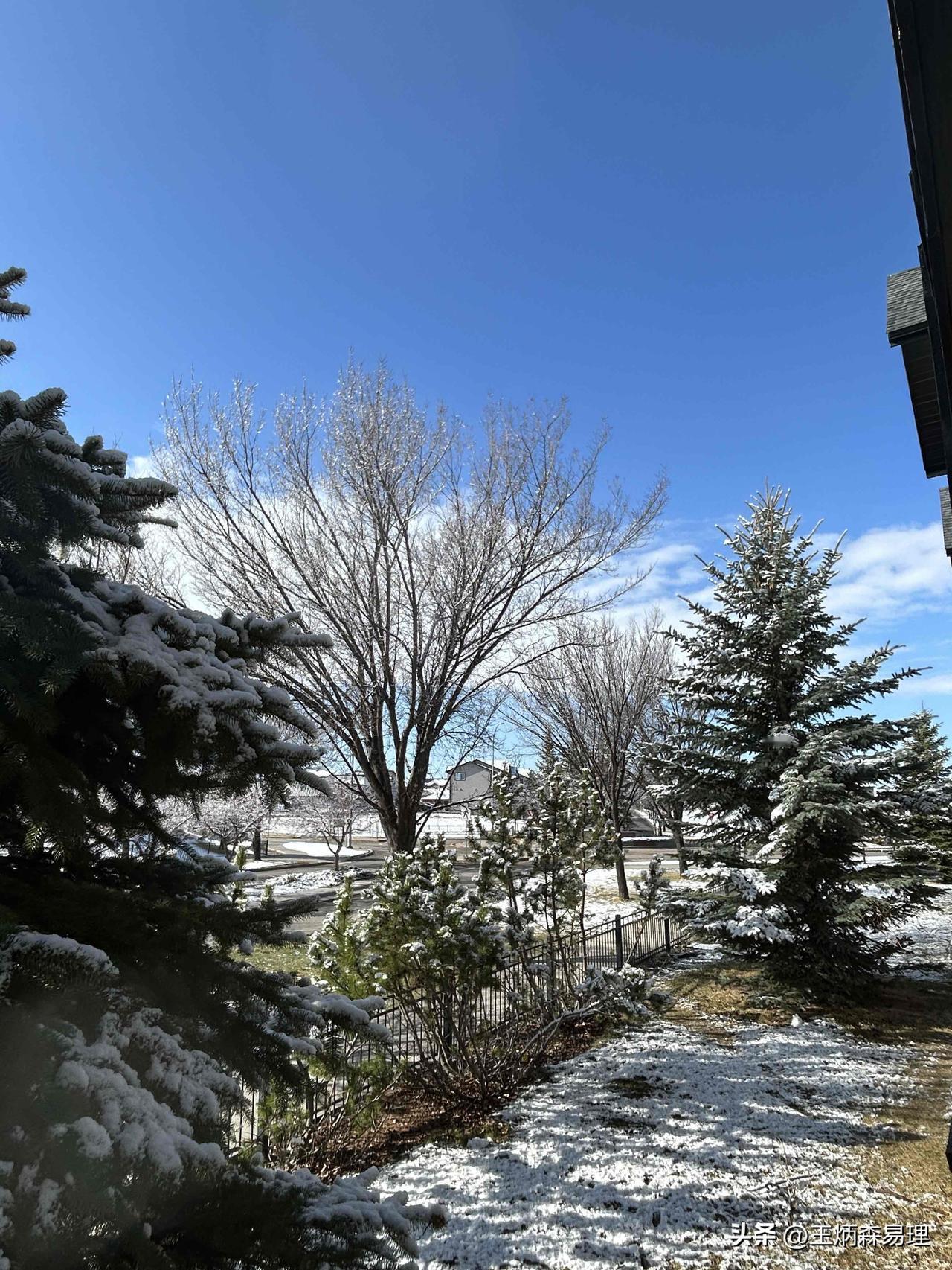 每棵树都开满了花，走近一看，原来是昨晚没有融化的雪花❄️