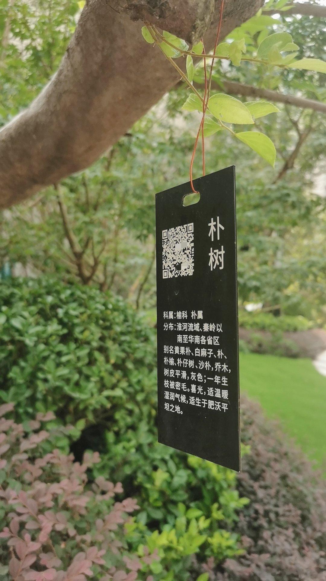 小区偶遇，原来真的有种树叫朴树。 ​​​