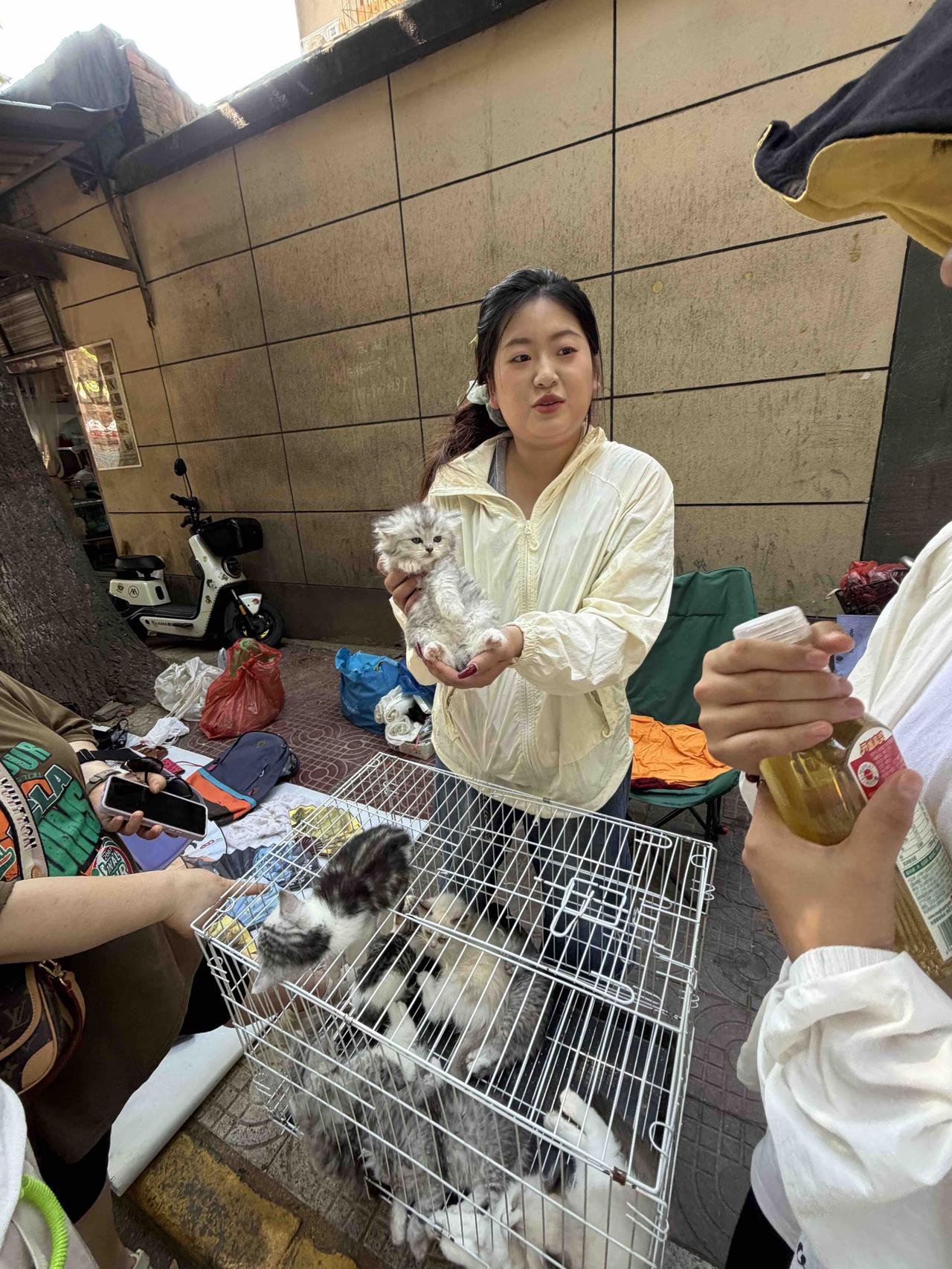 今天上午，我逛西安档子，走到西仓西巷时，看到一个美女卖猫的摊子，围着不少人，就走