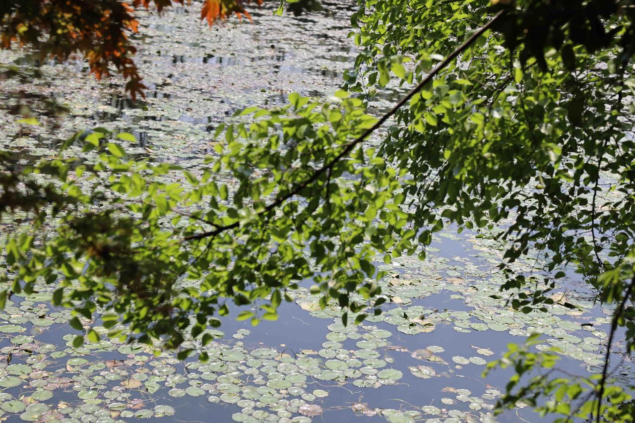 啥叫婀娜多姿风情万种？来杭州西湖就知道了