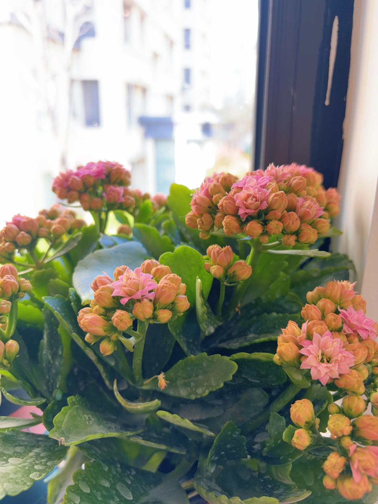 2026年的春天，不求事事圆满，只愿家人平安健康，身边人常伴左右。愿日子安稳顺遂