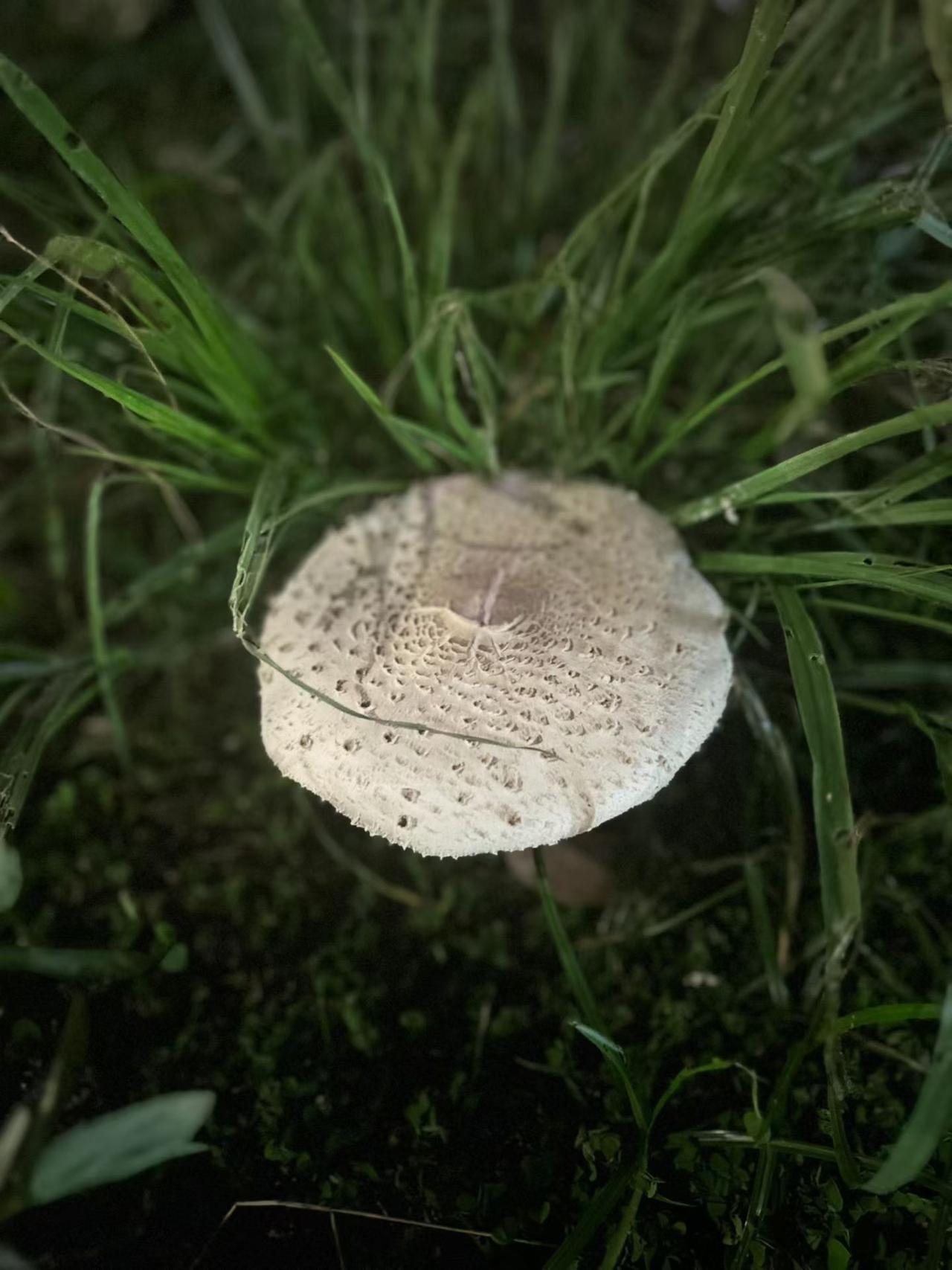 揭秘大青褶伞：有毒蘑菇的惊人真相毒蘑 红伞伞野生菌 毒蘑菇辨别 白伞蘑菇 红伞菌