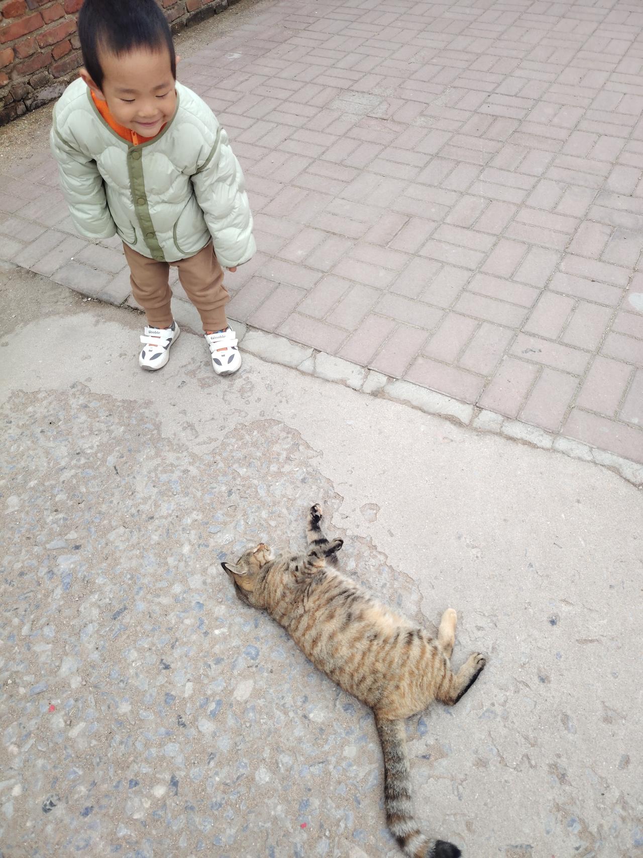 流浪猫也懂得“爱屋及乌”！[震惊][震惊][震惊]

在我投喂的流浪猫里，有一只