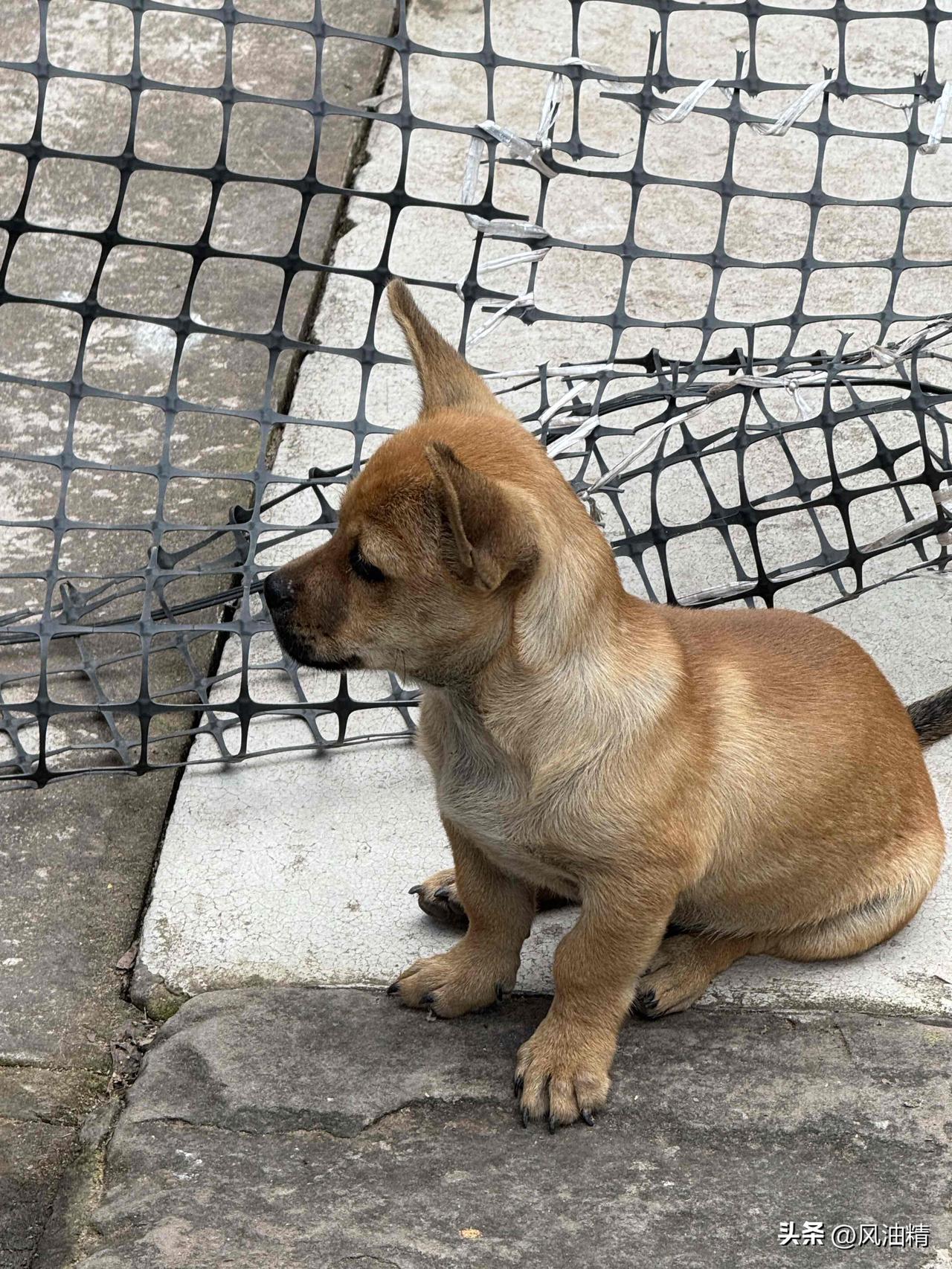 下班路上偶遇一只可爱的小黄狗，还主动和我打招呼🙋‍♀️