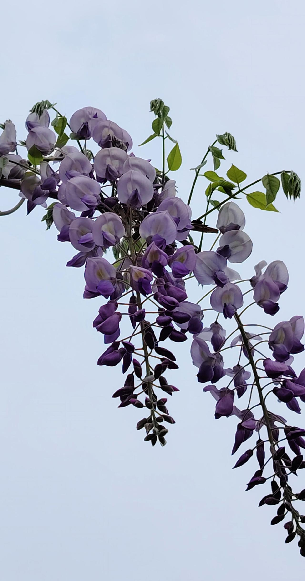 天津五大道上的紫藤花开了
