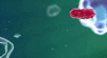 阎肃观察肃言肃语 【6类食物已被证实促癌】自带防癌属性的常见食物俗话说“病从口入